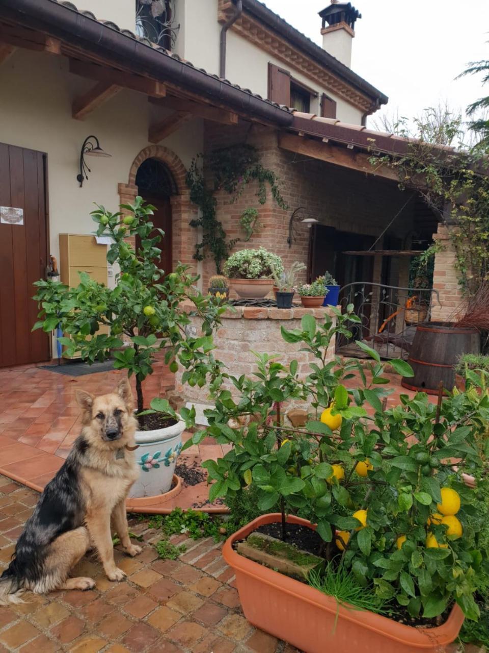 Ca' Dei Gelsi B & B Coriano Ngoại thất bức ảnh